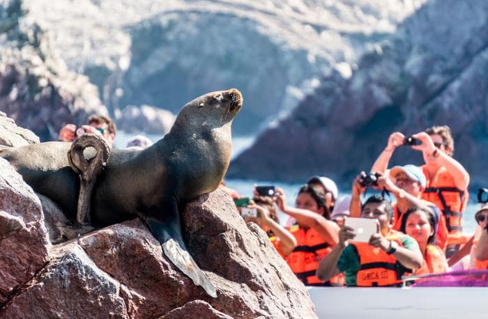 Islas Ballestas - Ica